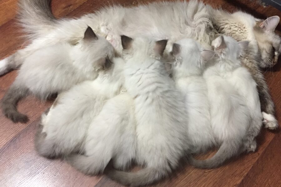 Ragdoll Cats, Ragdoll Kittens for Sale | O Canada Ragdolls Cinnamon