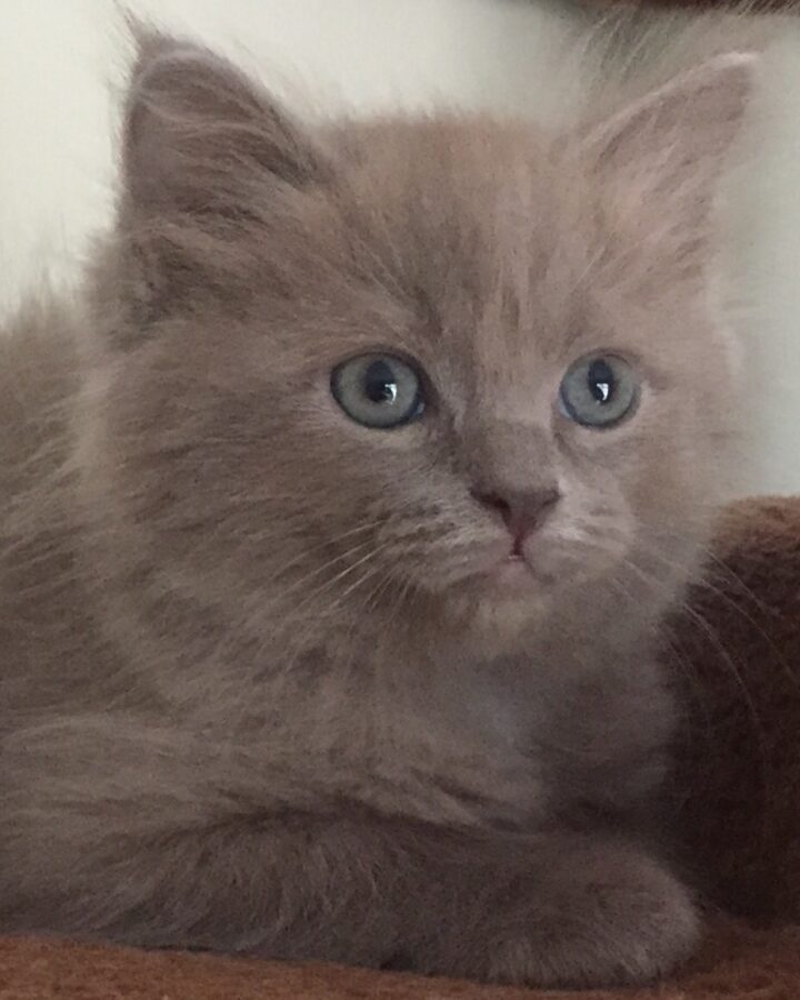 solid lilac kitten O Canada Ragdolls