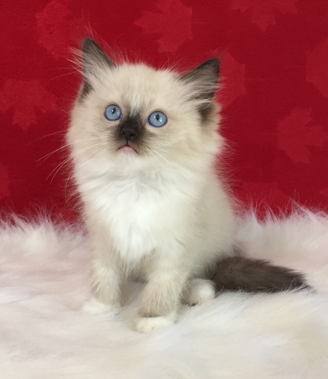 Ragdoll Kittens for sale Ontario CANADA | O Canada Ragdolls