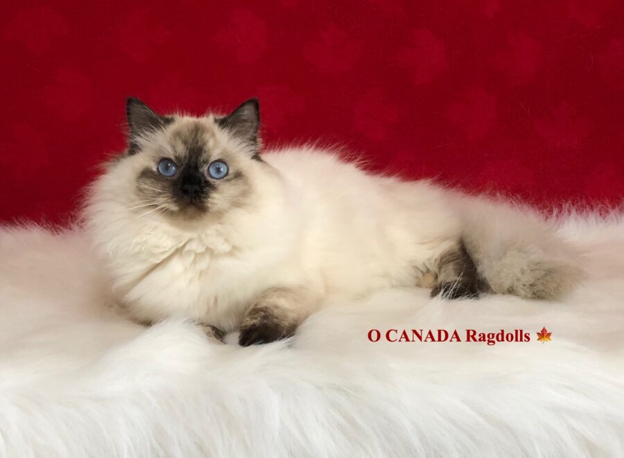 Ragdoll Cats for sale Toronto Ontario Canada O Canada Ragdolls