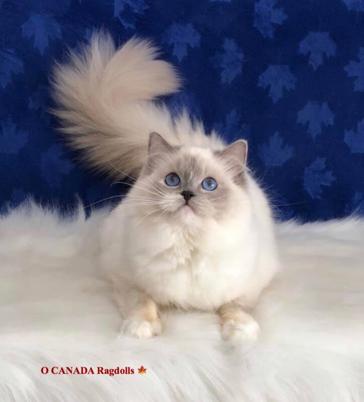 Ragdoll Cats for sale Toronto Ontario Canada O Canada Ragdolls