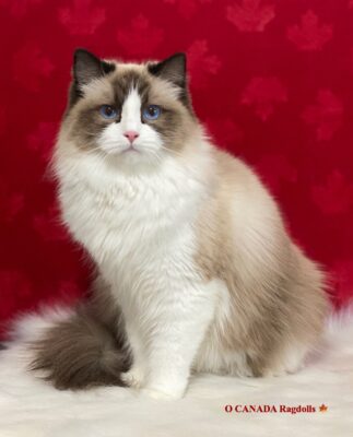 Ragdoll Cat Queens - Toronto Ontario | O Canada Ragdolls