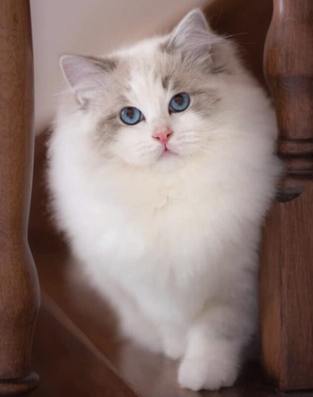 Ragdoll Kings Toronto Ontario CANADA | O Canada Ragdolls