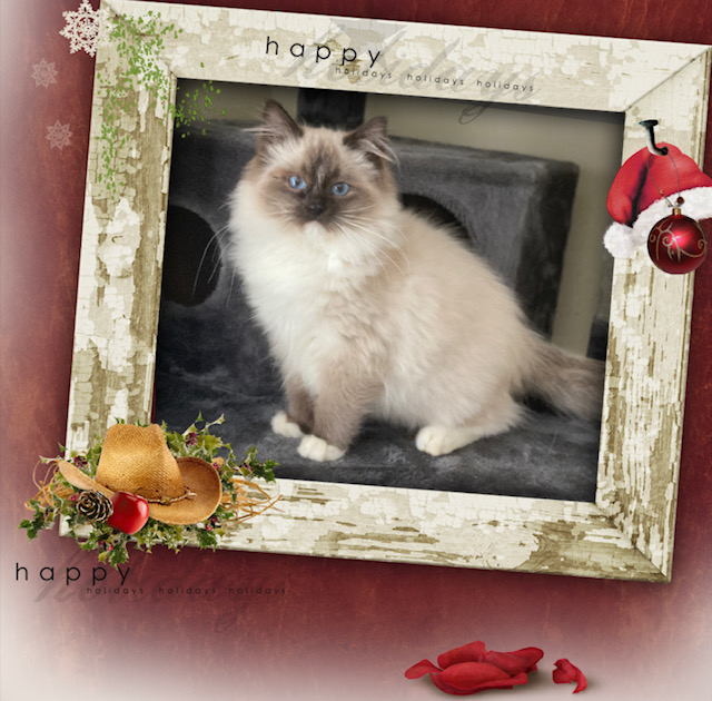 Ragdoll Kittens for sale Ontario CANADA O Canada Ragdolls